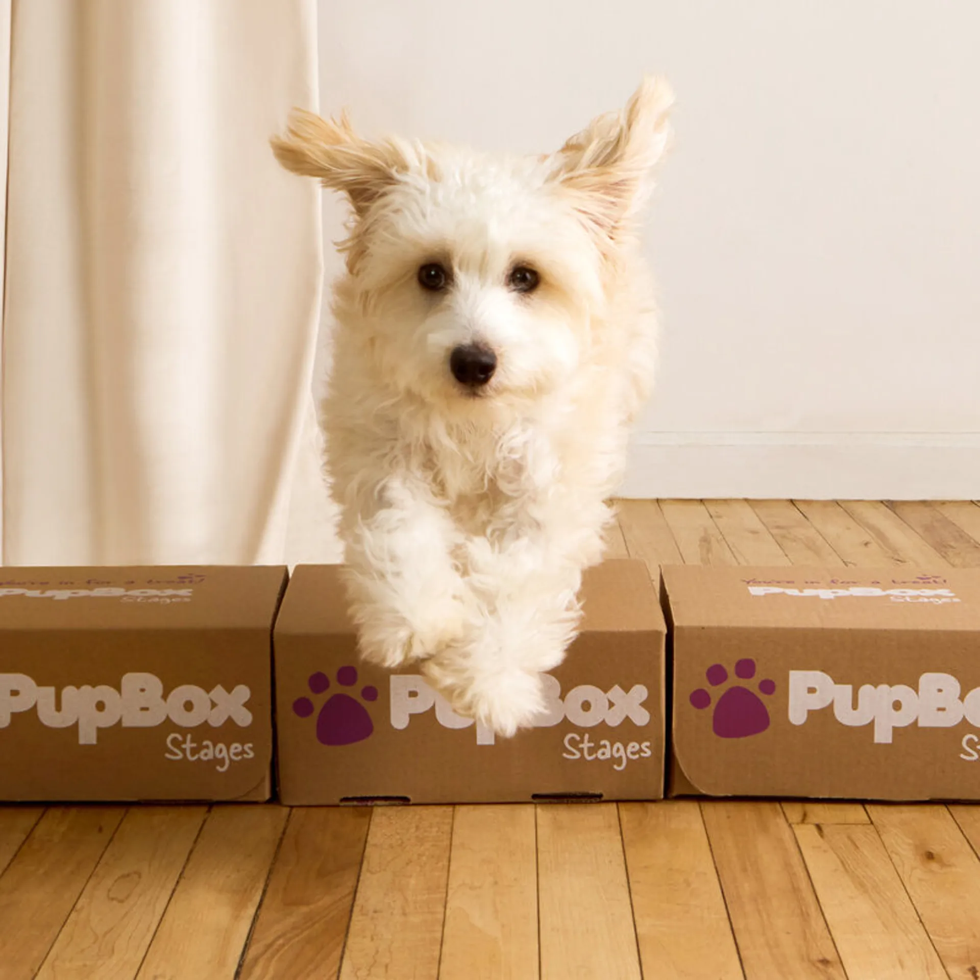 PupBox